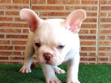 Muhteşem Güzelli̇kte French Bulldog Plati̇nyum Erkek