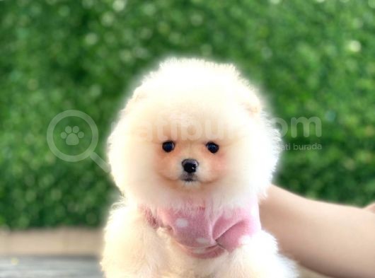 Pomeranian Boo Teddy Face Mini Dişi Yavrumuz görsel