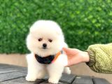 Pomeranian boo teddy face kar beyaz dişi yavrumuz