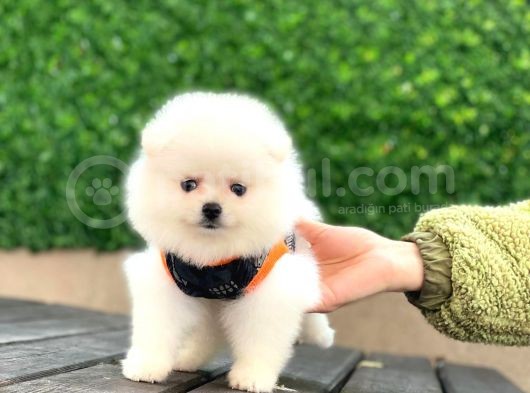 Pomeranian Boo Teddy Face Kar Beyaz Dişi Yavrumuz