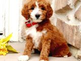 MALTİPO CİNSİ 