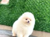 Pomeranian Boo Teddy Face Dişi Yavrumuz