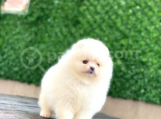Pomeranian Boo Teddy Face Dişi Yavrumuz görsel