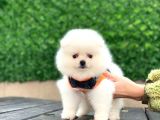 Pomeranian Boo Teddy Face Kar Beyaz Dişi Yavrumuz