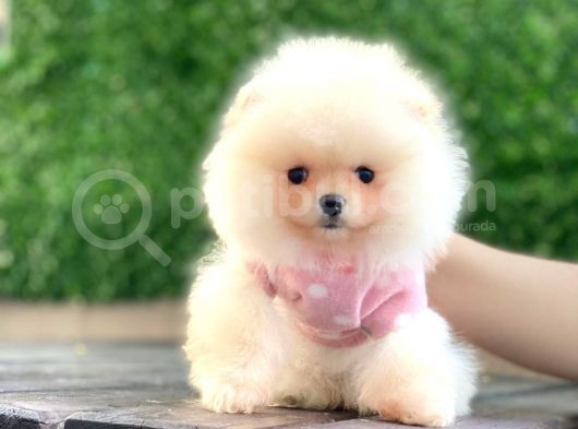 Pomeranian Boo Teddy Face Mini Dişi Yavrumuz görsel