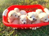 KAR BEYAZI SAMOYED YAVRULARIMIZ YENİ SAHİBİNİ ARIYOR