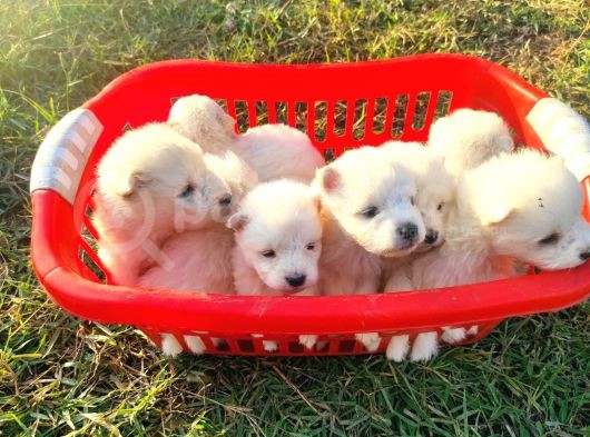 Kar Beyazi Samoyed Yavrularimiz Yeni̇ Sahi̇bi̇ni̇ Ariyor