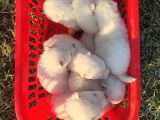 Kar Beyazi Samoyed Yavrularimiz Yeni̇ Sahi̇bi̇ni̇ Ariyor