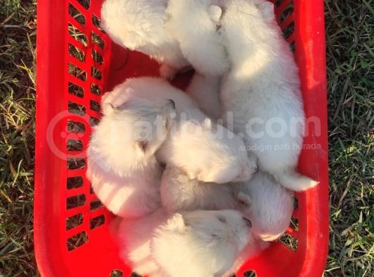 Kar Beyazi Samoyed Yavrularimiz Yeni̇ Sahi̇bi̇ni̇ Ariyor görsel