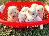 Kar Beyazi Samoyed Yavrularimiz Yeni̇ Sahi̇bi̇ni̇ Ariyor