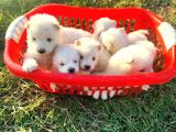Kar Beyazi Samoyed Yavrularimiz Yeni̇ Sahi̇bi̇ni̇ Ariyor