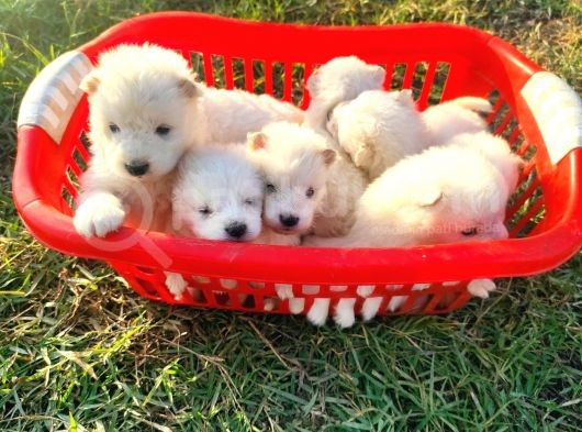 Kar Beyazi Samoyed Yavrularimiz Yeni̇ Sahi̇bi̇ni̇ Ariyor görsel