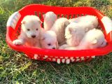 Kar Beyazi Samoyed Yavrularimiz Yeni̇ Sahi̇bi̇ni̇ Ariyor