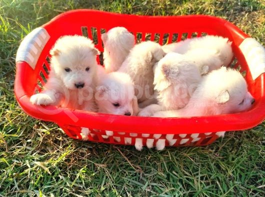 Kar Beyazi Samoyed Yavrularimiz Yeni̇ Sahi̇bi̇ni̇ Ariyor görsel