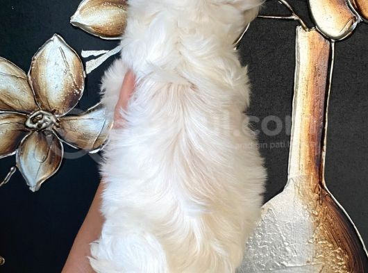 Aşılı Ve Pet Eğitimli Sıfır Numara Maltipo Yavrularım görsel