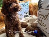 Ev doğumu poodle bebişlerimiz dişi ve erkek