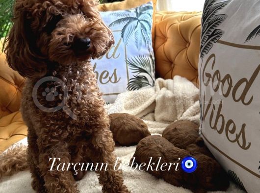 Ev Doğumu Poodle Bebişlerimiz Dişi Ve Erkek