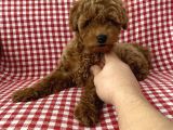 Toypoodle Red Mini Dişi Yavrumuz