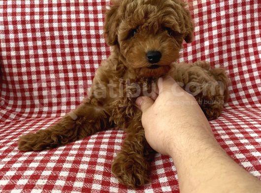 Toypoodle Red Mini Dişi Yavrumuz görsel
