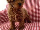 Toypoodle Red Mini Dişi Yavrumuz