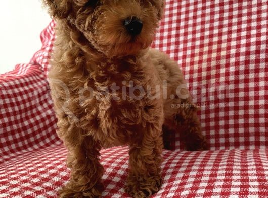 Toypoodle Red Mini Dişi Yavrumuz görsel