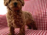 Toypoodle Red Mini Dişi Yavrumuz