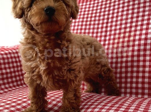 Toypoodle Red Mini Dişi Yavrumuz görsel
