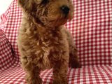 Toypoodle Red Mini Dişi Yavrumuz