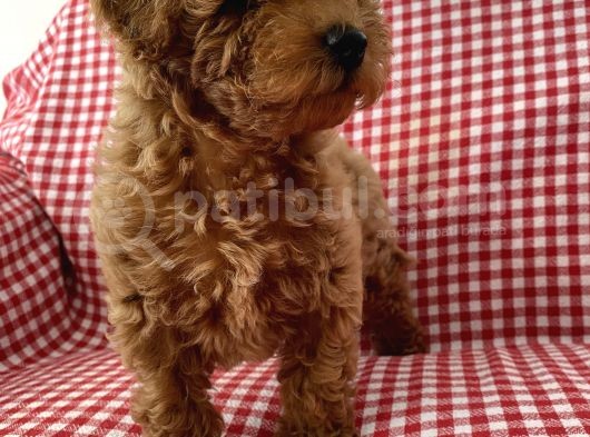 Toypoodle Red Mini Dişi Yavrumuz görsel