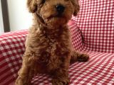 Toypoodle red mini dişi yavrumuz