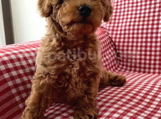 Toypoodle Red Mini Dişi Yavrumuz