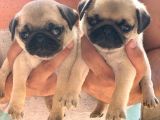 Orjinal Basık Burun Gül Kuyruk Dişi Ve Erkek Pug Yavrular