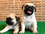 Orjinal Basık Burun Gül Kuyruk Dişi Ve Erkek Pug Yavrular