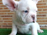Muhteşem Güzelli̇kte French Bulldog Plati̇nyum Erkek