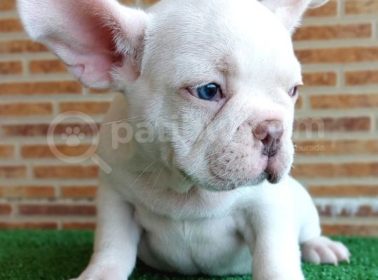 Muhteşem Güzelli̇kte French Bulldog Plati̇nyum Erkek görsel