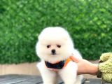 Pomeranian Boo Teddy Face Kar Beyaz Dişi Yavrumuz