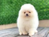 Pomeranian boo teddy face dişi yavrumuz