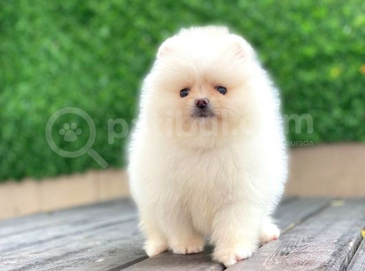 Pomeranian Boo Teddy Face Dişi Yavrumuz