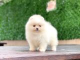 Pomeranian Boo Teddy Face Dişi Yavrumuz