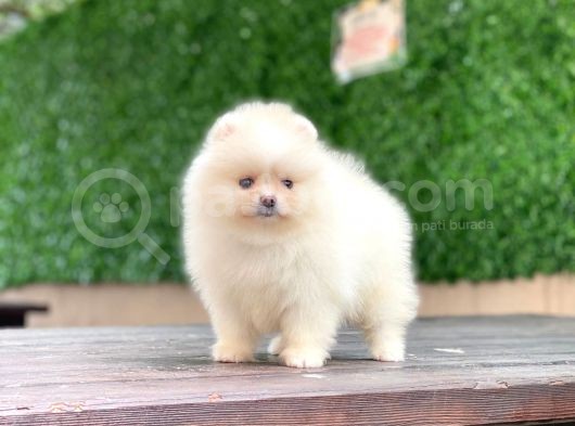 Pomeranian Boo Teddy Face Dişi Yavrumuz görsel