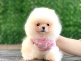 Pomeranian boo teddy face mini dişi yavrumuz