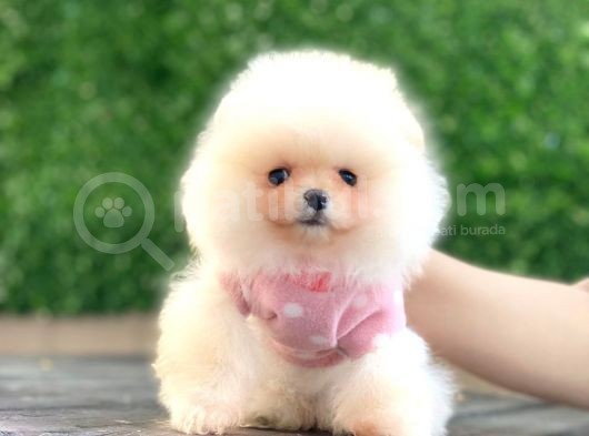 Pomeranian Boo Teddy Face Mini Dişi Yavrumuz