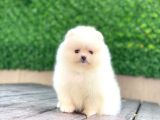 Pomeranian Boo Teddy Face Dişi Yavrumuz