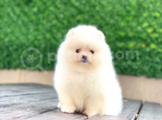 Pomeranian Boo Teddy Face Dişi Yavrumuz görsel