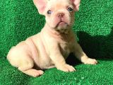 fRENCH BULLDOG LİLAC TAN PLATİNYUM  DİŞİ VE ERKEK YAVRULAR