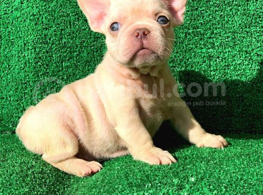 French Bulldog Li̇lac Tan Plati̇nyum  Di̇şi̇ Ve Erkek Yavrular