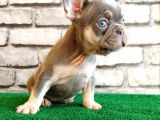 FRENCH BULLDOG LİLAK TAN DİŞİ VE ERKEK YAVRULARIMIZ