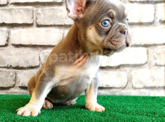 French Bulldog Li̇lak Tan Di̇şi̇ Ve Erkek Yavrularimiz