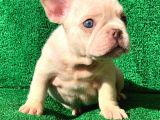 French Bulldog Li̇lac Tan Plati̇nyum  Di̇şi̇ Ve Erkek Yavrular