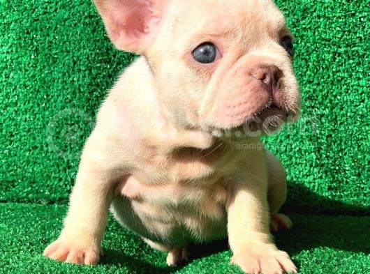 French Bulldog Li̇lac Tan Plati̇nyum  Di̇şi̇ Ve Erkek Yavrular görsel